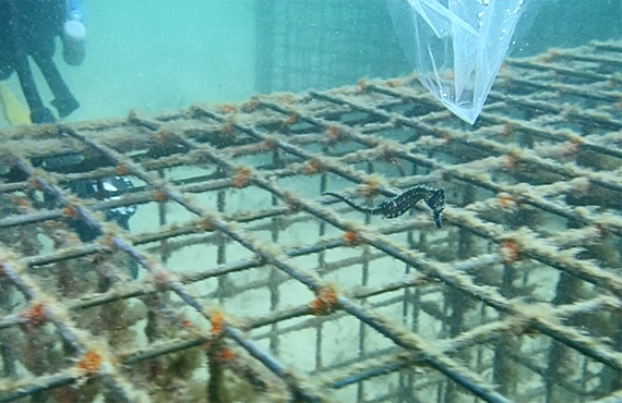 A baby White's Seahorse released onto one of the new hotels in Sydney Harbour in September 2021 A baby White's Seahorse released onto one of the new hotels in Sydney Harbour