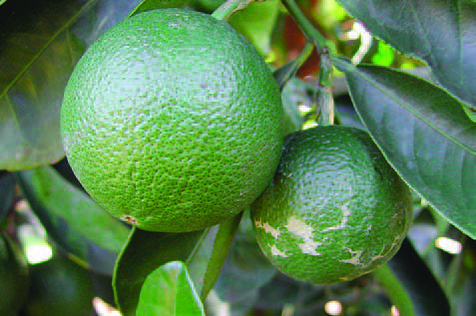 Figure 1. The fruit on the right is small and blemished and should be removed.