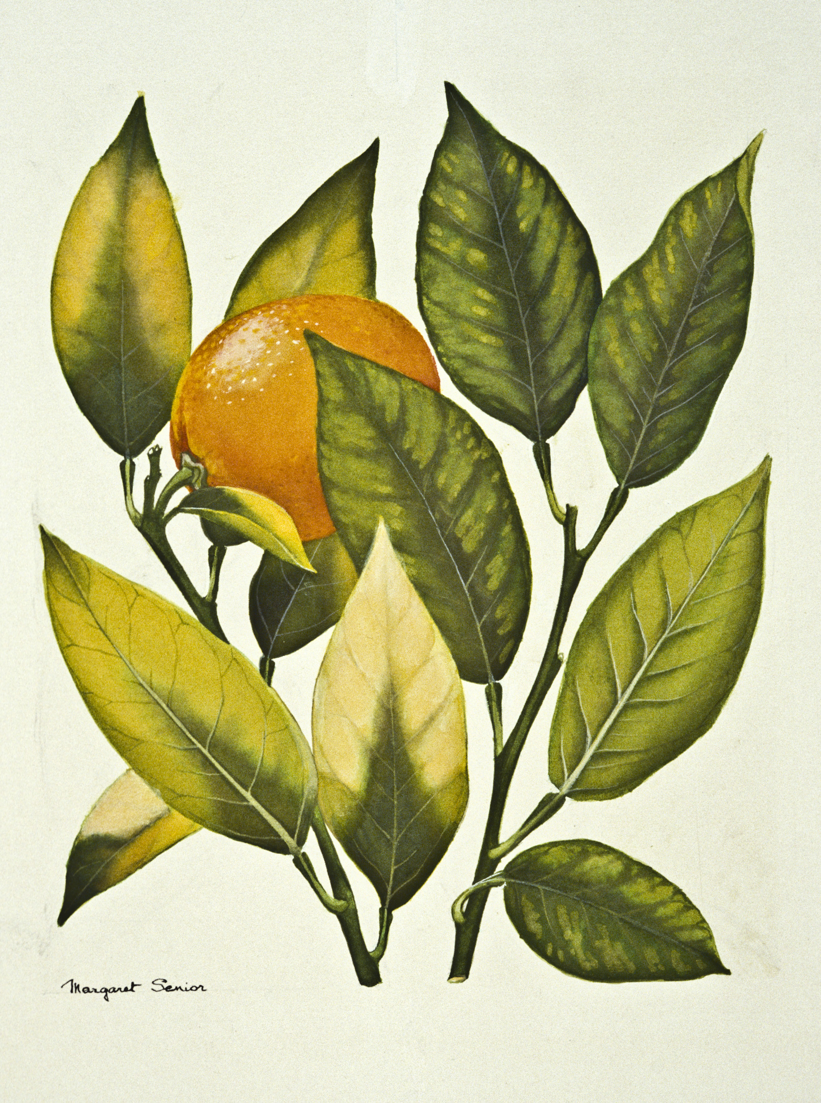 Figure 3. Manganese deficiency in citrus. Original painting by Margaret Senior.