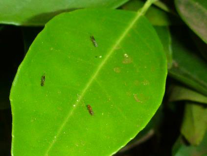 Figure 11. Brown female parasitic wasps will be obvious in late November to mid December.