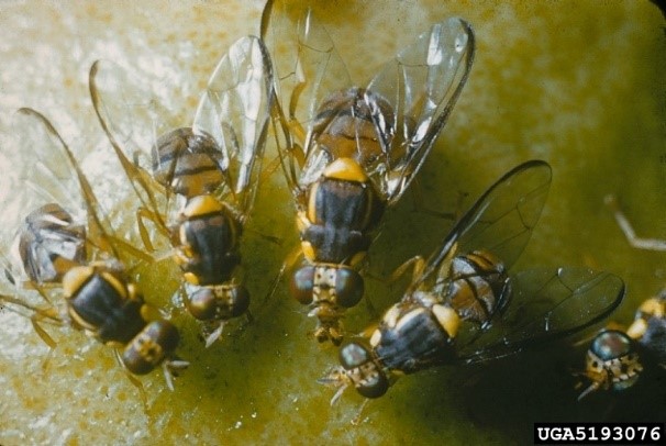 Figure 1 Adult Oriental fruit flies on fruit. (Image: William M. Brown Jr) Black and yellow flies on fruit.