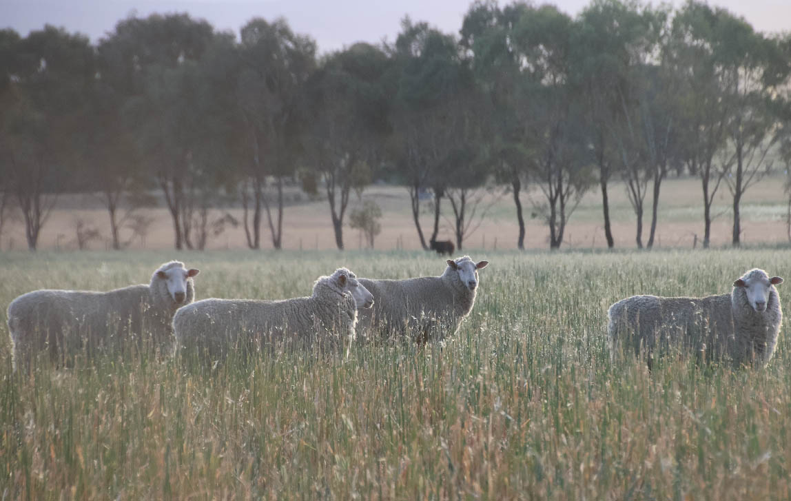 Sheep in paddock in Central Tablelands, NSW.
