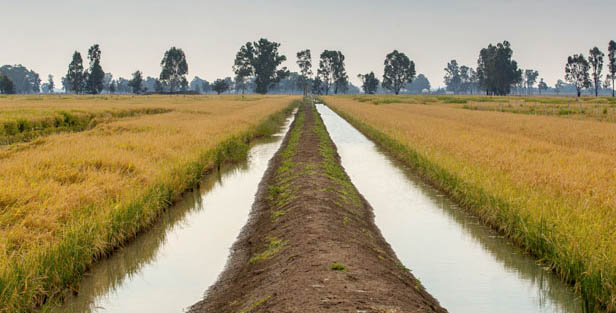 Rice crop