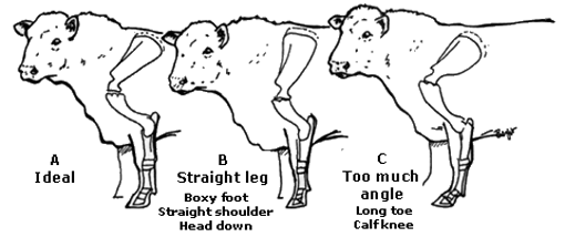 Figure 1. Front leg and shoulder structure of the bull Idea front leg and shoulder structure of a a bull