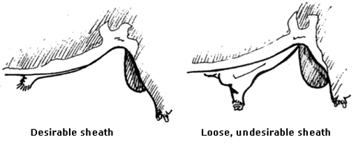 Figure 9. The sheath should be close up against the body to prevent injury. Bull sheath examples