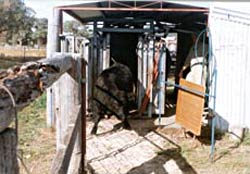 Figure 8. Strange objects and dark shadows will baulk cattle in yards. Cow leaving a crush