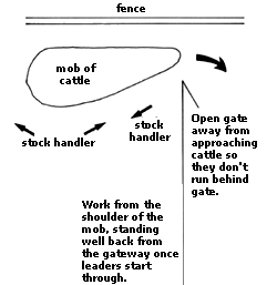 Guiding cattle through a gateway
