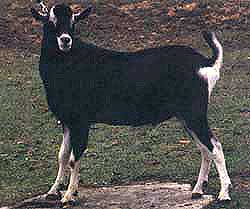 British Alpine buck