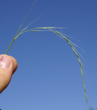 Weeping grass