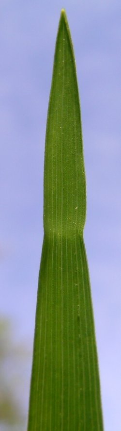 Weeping grass