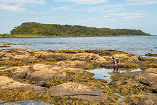 Broulee Rockpool, Photo: Justin Gilligan Educational activities