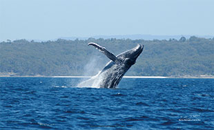 Humpback whale