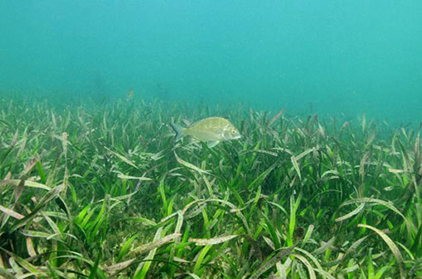 A Posidonia australis meadow (Photo: D. Harasti) Posidonia australis