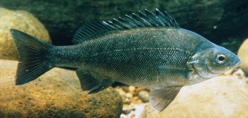 Image by Gunther Schmida Silver Perch
