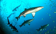 Grey nurse shark