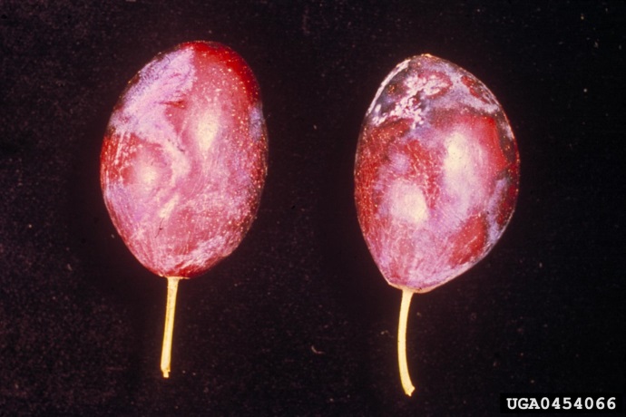 Figure 2. Plum pox symptoms on plum fruit (Image: Biologische Bundesanstalf für Land-und Forstwirtschaft, Bugwood.org) Two plum fruits with bluish depressions in a mottled pattern