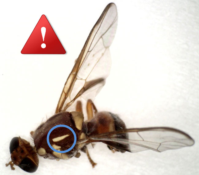 Queensland fruit fly