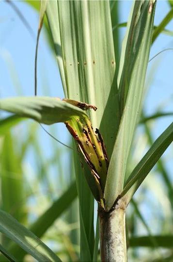 A sugarcane plant with 'dead heart'; the youngest still unfolded leaf has wilted, yellowed and is dying