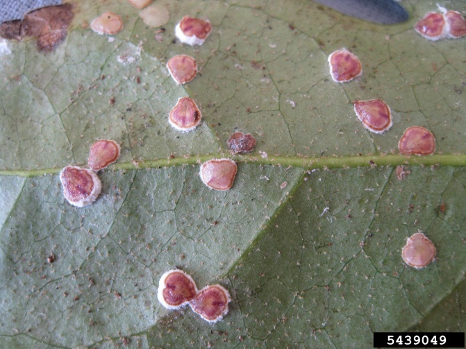 Figure 1 Adult pyriform scales (3 mm) on the underside of a leaf of paperplant (Fatsia japonica) (Image: Chazz Hesselein, Alabama Cooperative Extension System, Bugwood.org) Pear-shaped scales, brown and with white waxy fringes, on a greyish green leaf