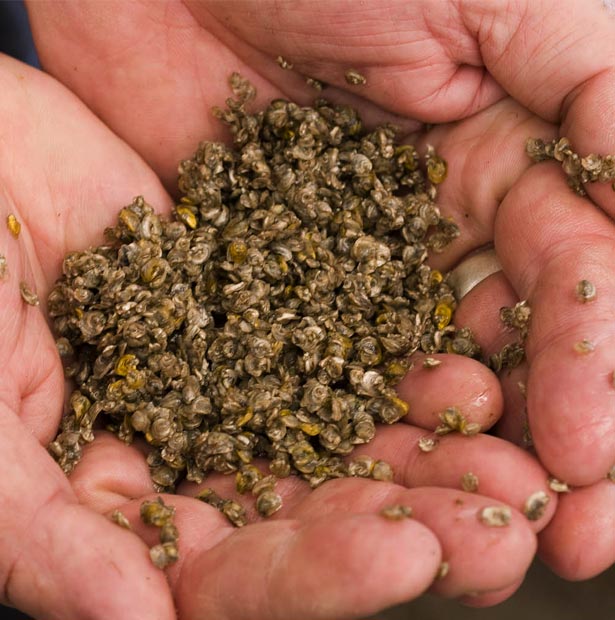 Sydney Rock Oyster Breeding Program