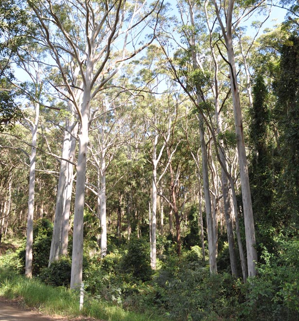 Forest