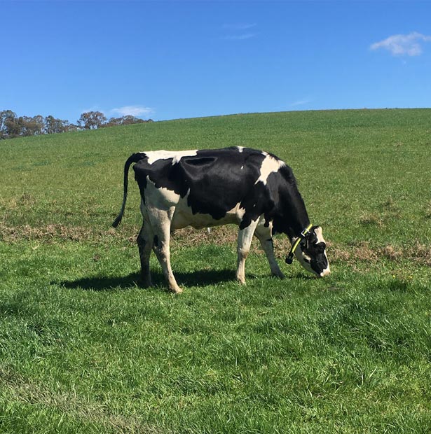 Cow in field