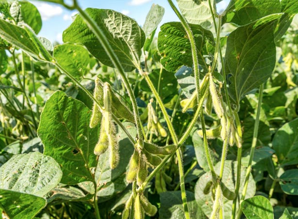 Oilseed Crop
