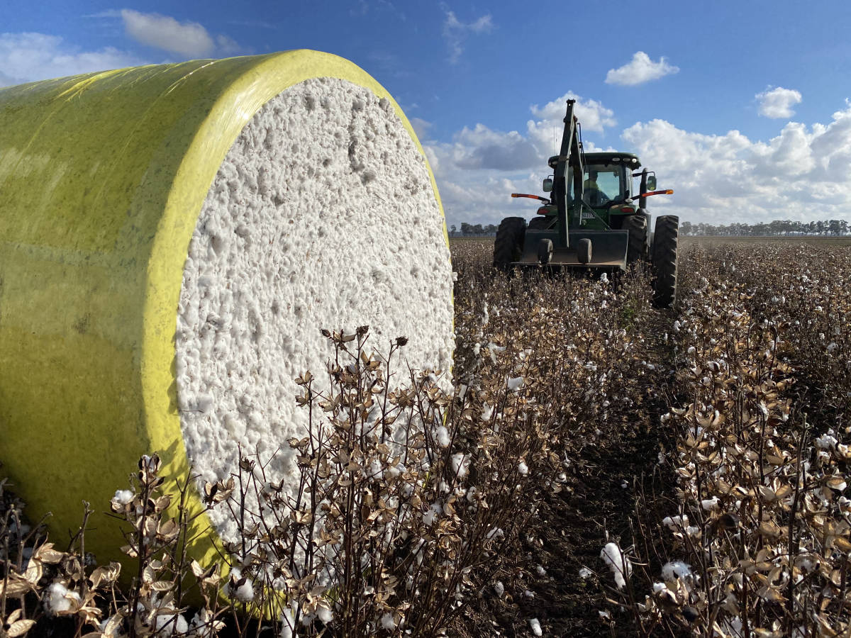 Cotton