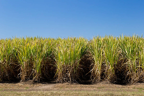 Sugarcane
