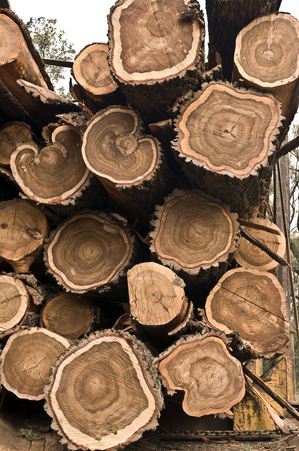 Forestry
