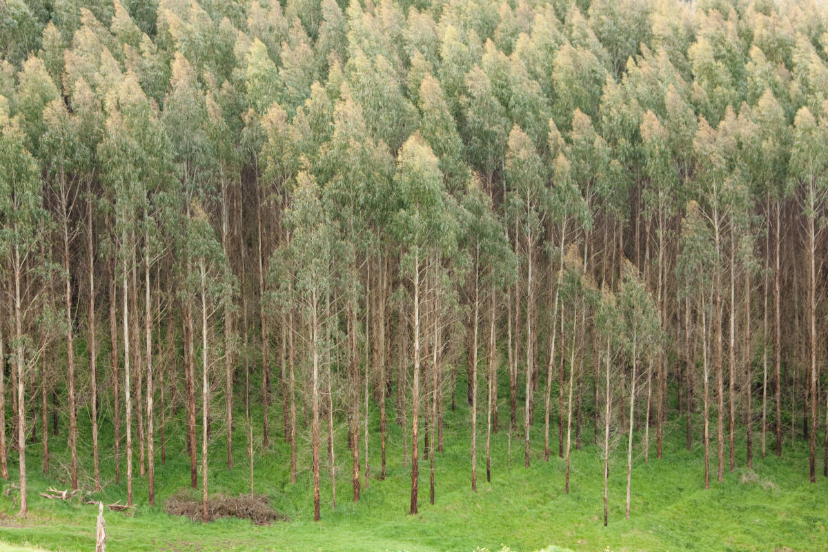 Forestry