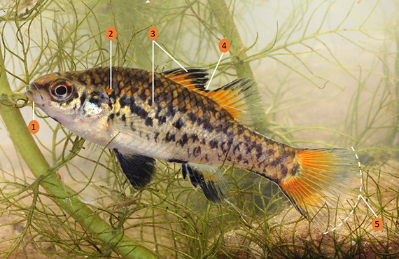 How to identify a Southern Pygmy Perch