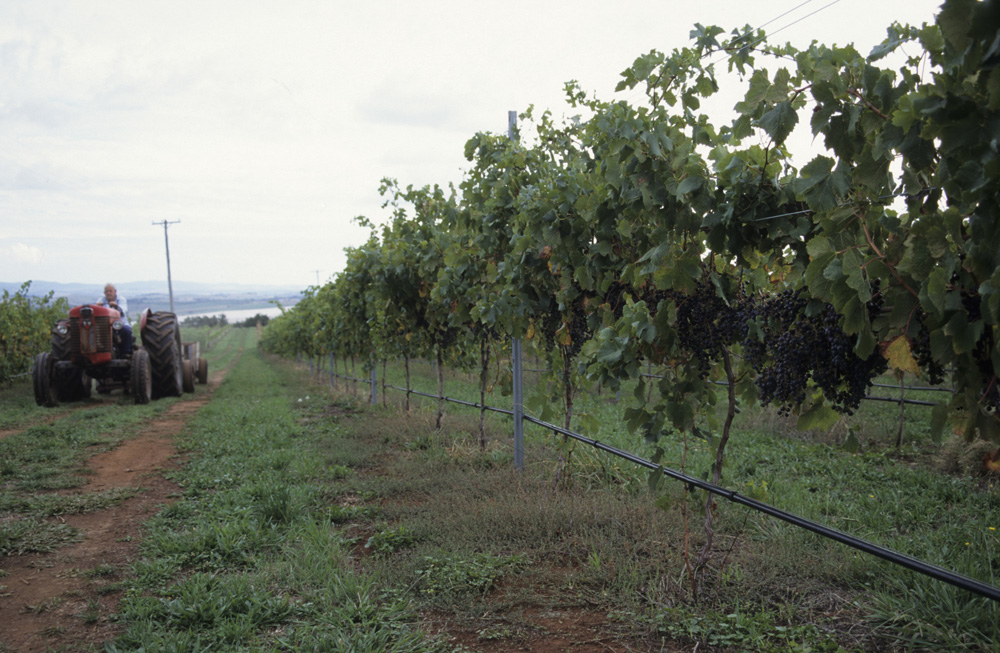 Red tractor in a vineyard
