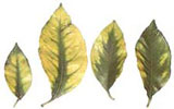 Magnesium deficient yellow leaves