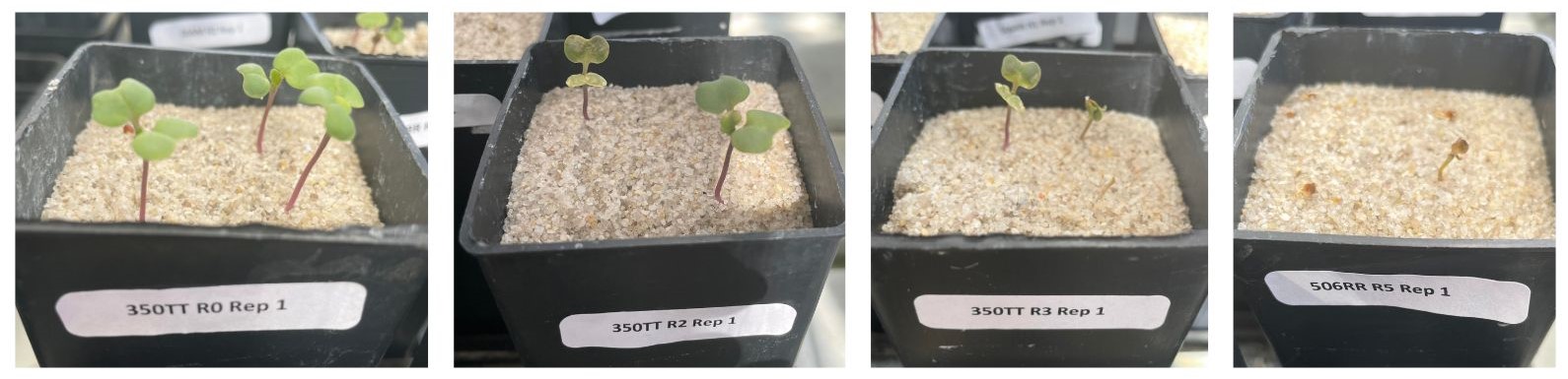 Canola Seedlings