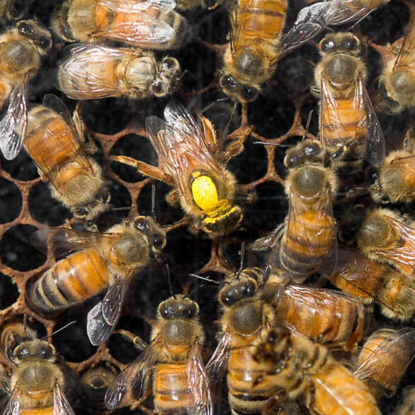 Queen bee