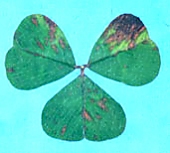 Cercospora leaf spot