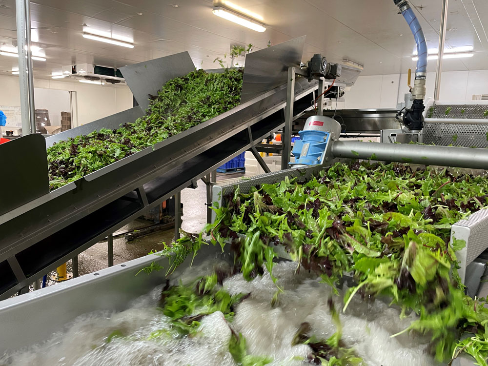 Postharvest washing of baby leafy salad
