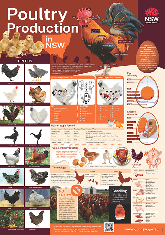 Poultry production poster image showing poultry breeds, anatomy and butchering