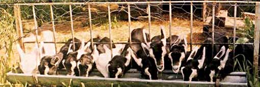 Kids feeding at trough