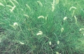 Buffel grass