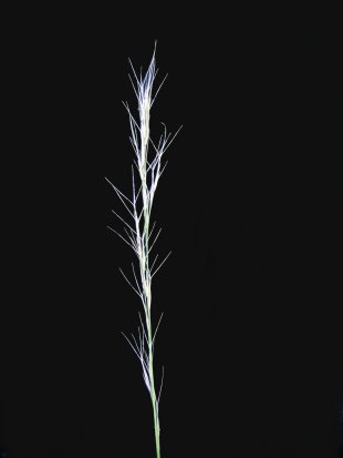 Purple wiregrass
