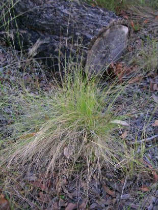 Snow grass