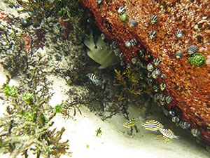Rock pool