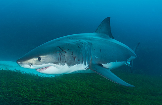 A White Shark (Photo: J. Jenkins) A White Shark