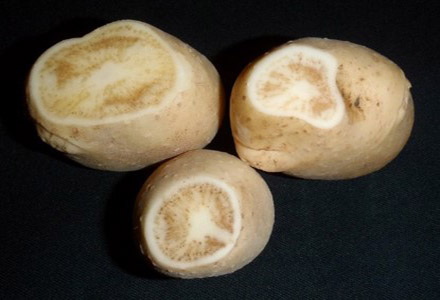 Figure 4. Potato tubers infected with Candidatus Liberibacter solanacearum (Image: Joseph E Munyaneza, USDA-ARS) Potato tubers infected with Candidatus Liberibacter solanacearum showing enlarged lenticels on the skin, vascular tissue browning on the cut tubers and medullary ray streaking around the outside edges of the cut tubers