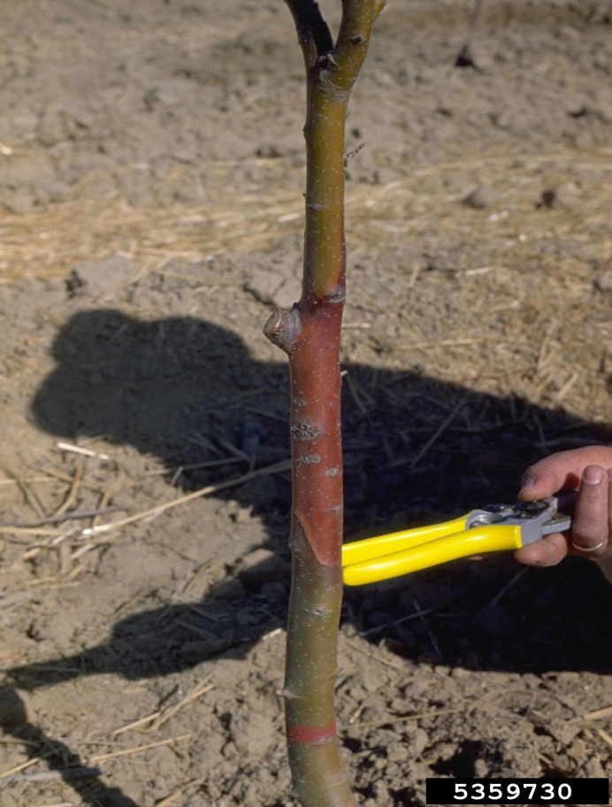 Young tree trunk with orange-brown section of bark girdling trunk. Person using yellow tool to point to section