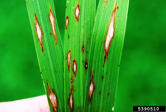 Green rice leaves with white patches that have brown edges