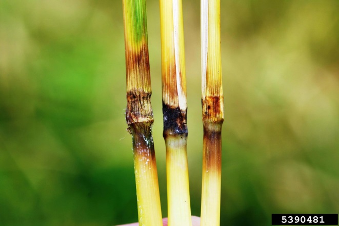 Rice stems with brown and rotting patches located at the node
