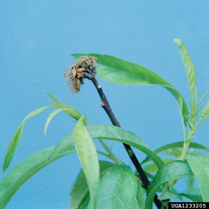 Figure 2. Brown rot symptoms on stonefruit flowers (Image: Clemson University - USDA Cooperative Extension Slide Series, Bugwood.org) Leaves of a stonefruit plant with a blossom that has wilted and died